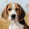 Beagles Dog