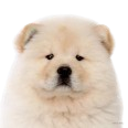 Chow Chow Dog
