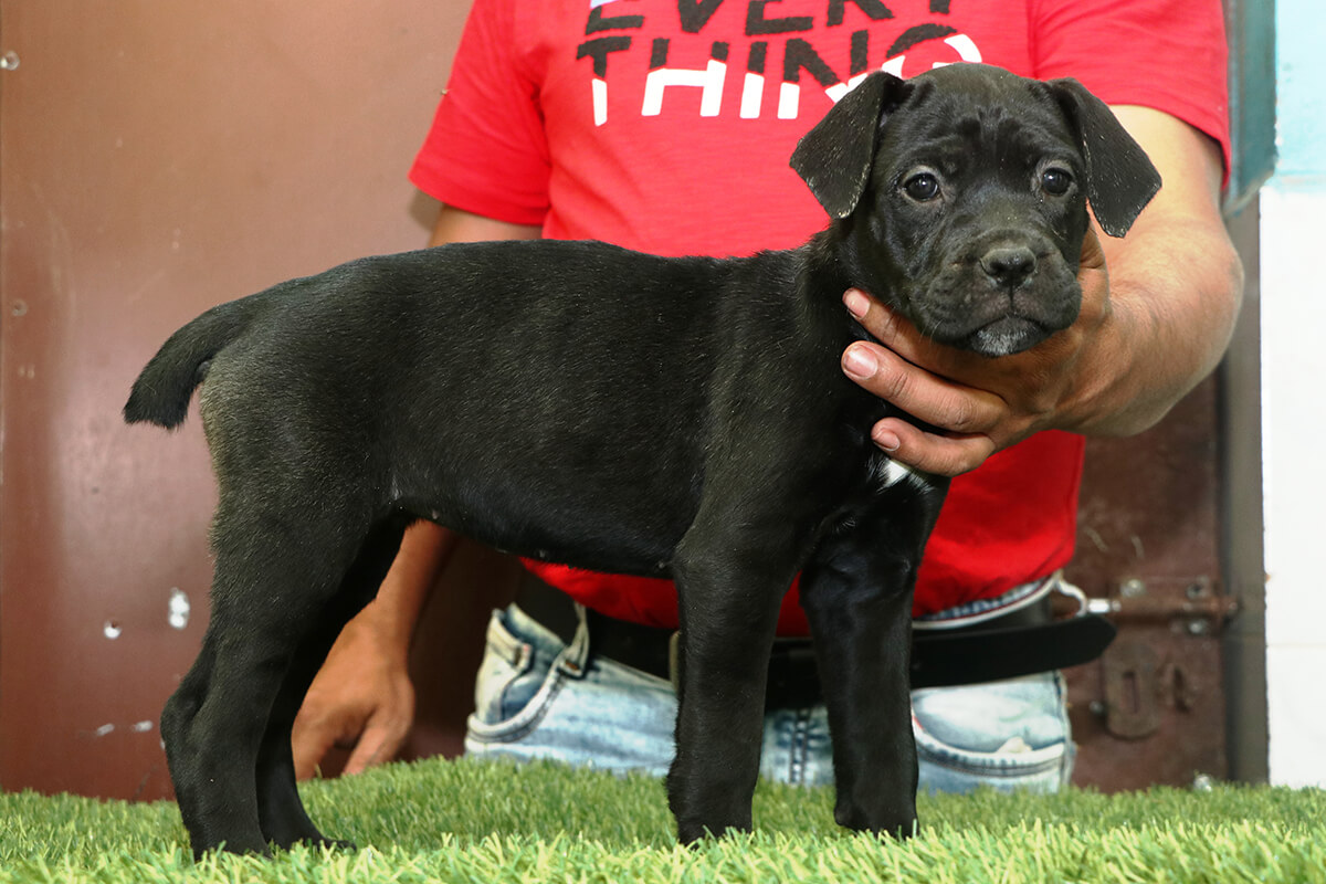 Dog image 1