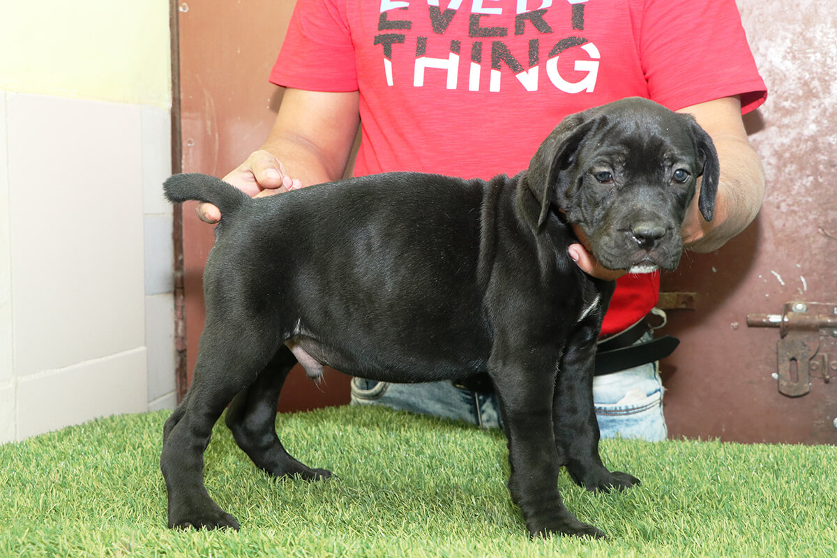 Dog image 2