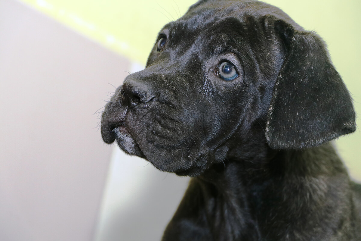 Dog image 3