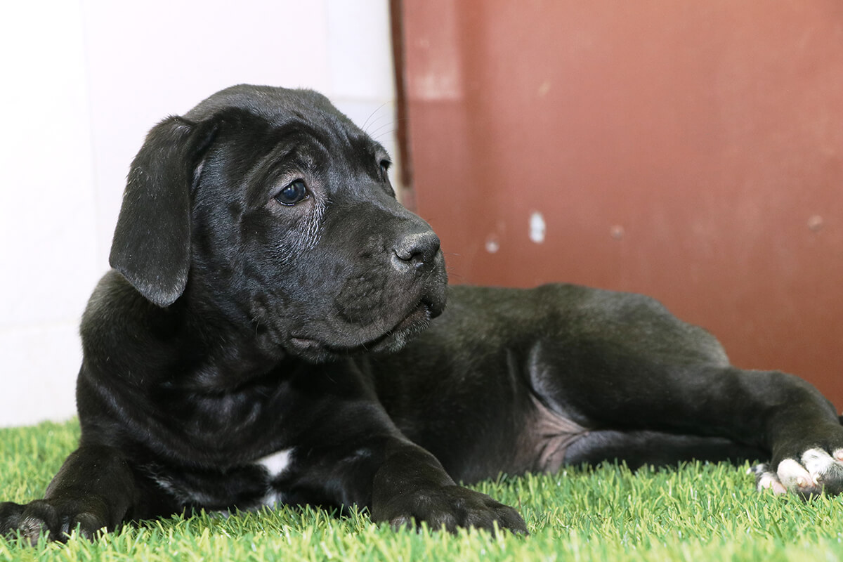 Dog image 4