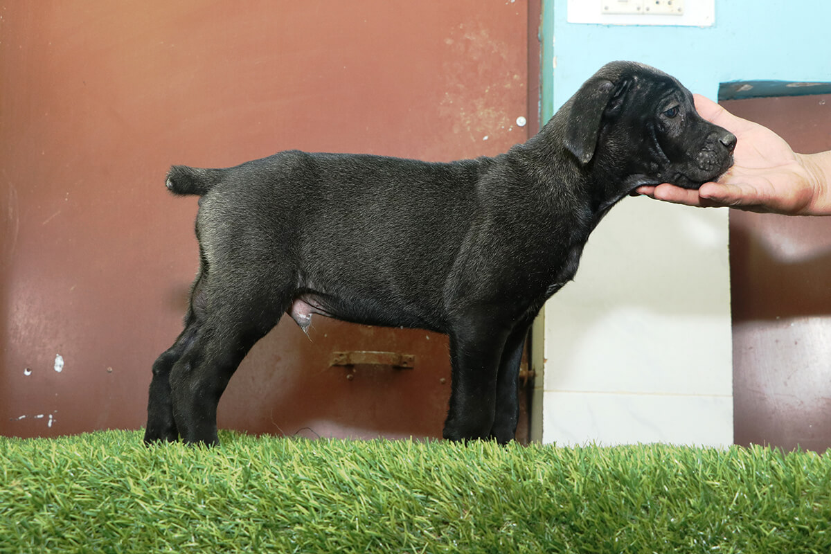 Dog image 5