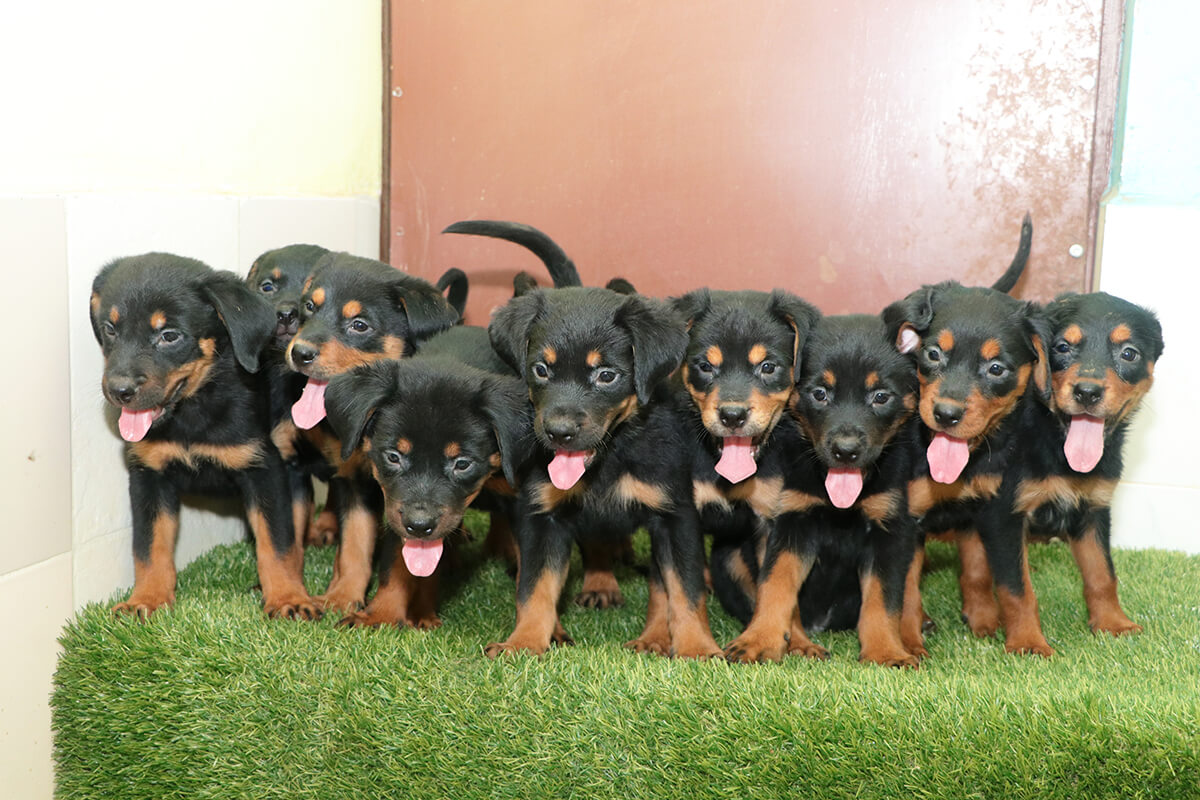 Dog image 6