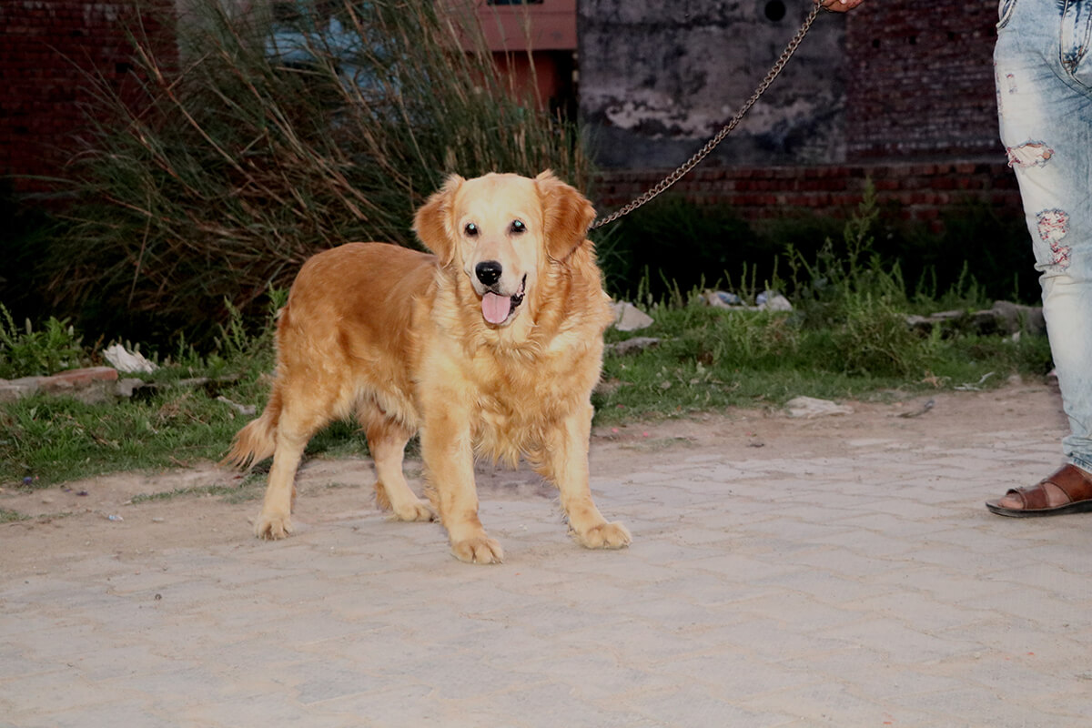 Dog image 7