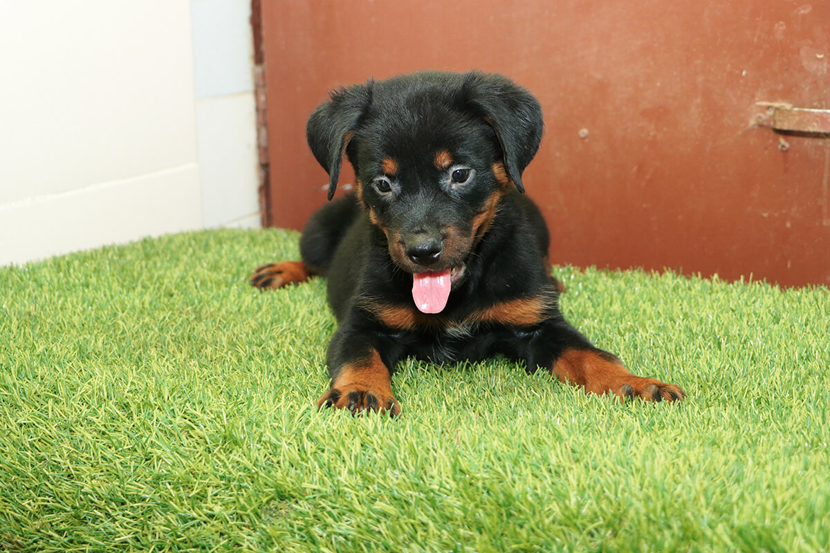 Dog image 8
