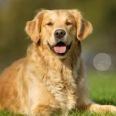 Golden Retriever Dog